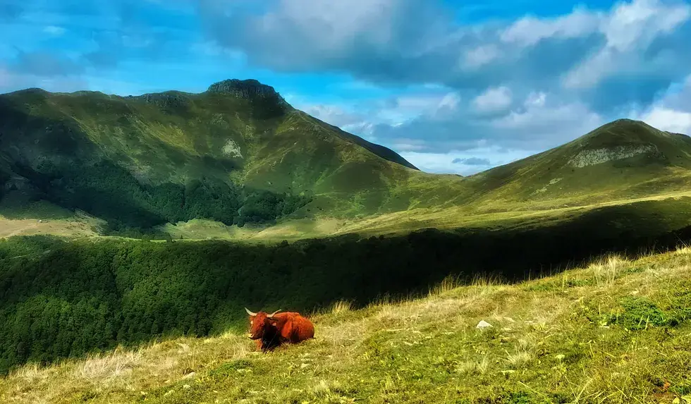 Vache Salers face au col de Cabre dans les monts du Cantal